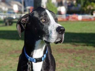 Картинка животные собаки