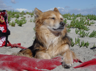 Картинка животные собаки