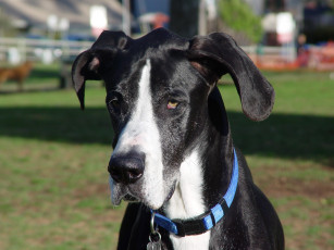 Картинка животные собаки дог