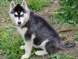 Картинка животные собаки хаски