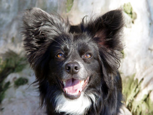 Картинка животные собаки морда язык