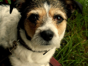 Картинка животные собаки пес