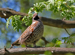 Картинка животные куропатки рябчики перепела ветка