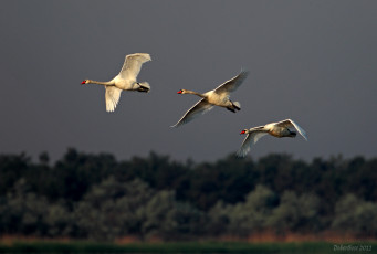 Картинка животные лебеди полёт