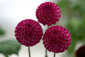 Картинка цветы георгины шар красный