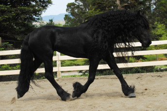 Картинка животные лошади фриз