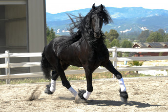 обоя животные, лошади, фриз, жеребец