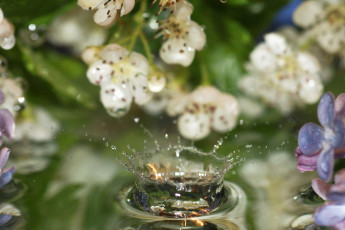 Картинка разное капли брызги всплески цветы