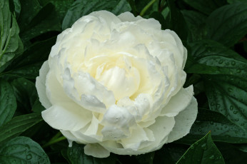 Картинка цветы пионы белый