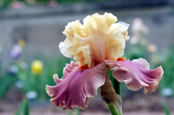 обоя цветы, ирисы, лепестки