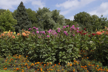 Картинка природа луга лес поле цветы