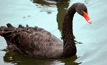 Картинка животные лебеди вода