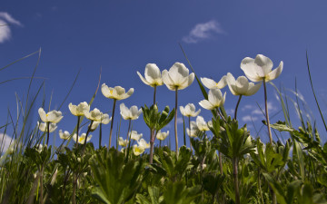 Картинка цветы ветреницы печёночницы облака небо