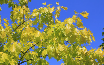 Картинка природа листья дуб