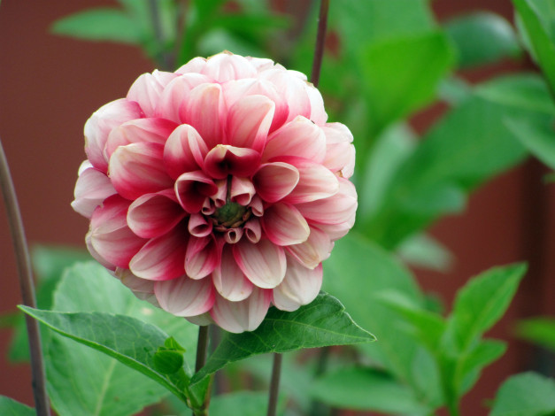 Обои картинки фото цветы, георгины, двухцветный