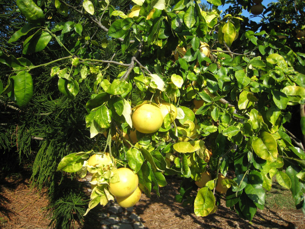 Обои картинки фото природа, плоды, грейпфрут