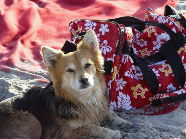 Обои картинки фото животные, собаки