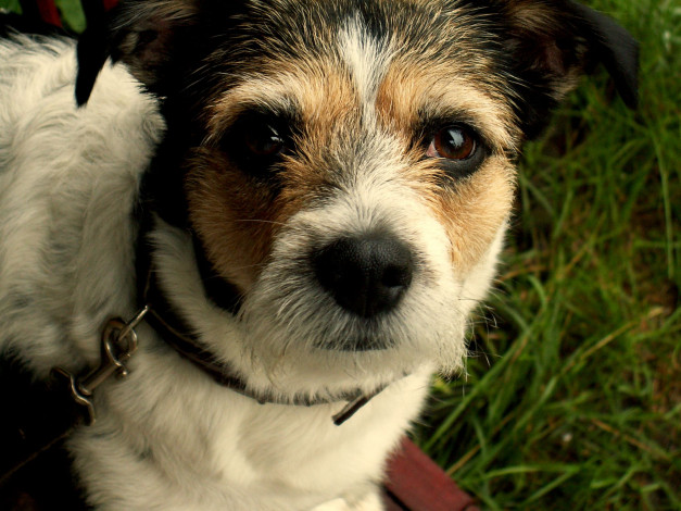 Обои картинки фото животные, собаки, пес