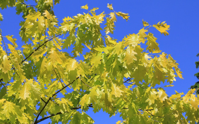 Обои картинки фото природа, листья, дуб