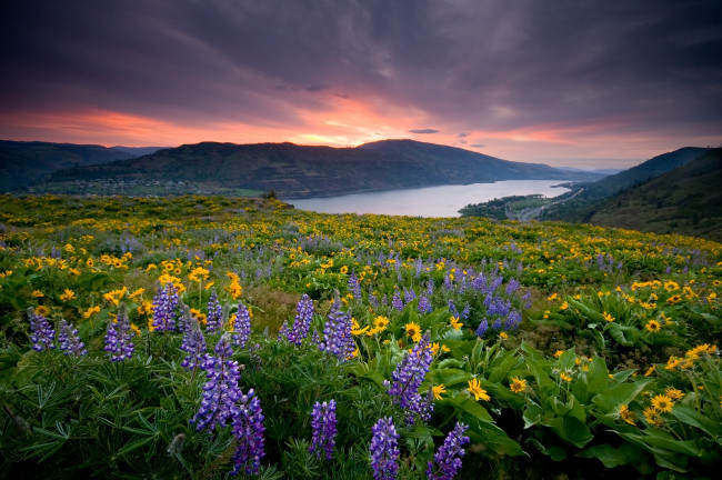 Обои картинки фото природа, луга, горы, река, люпин, подсолнухи