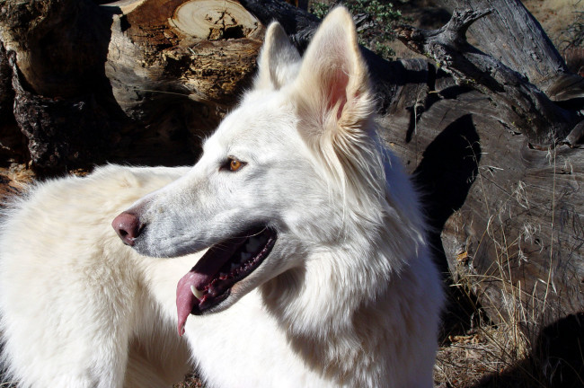 Обои картинки фото животные, собаки, язык