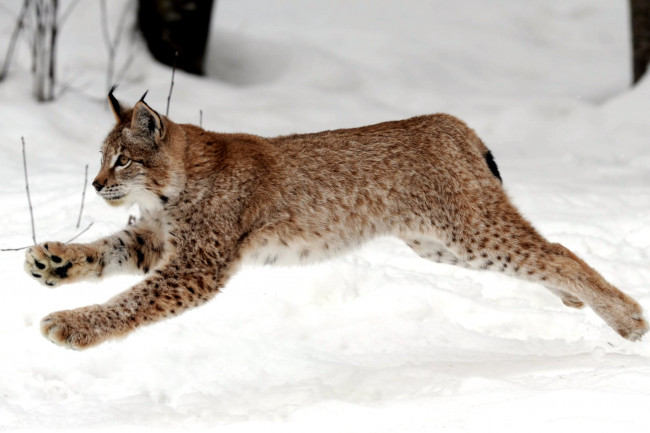 Обои картинки фото животные, рыси, снег, прыжок