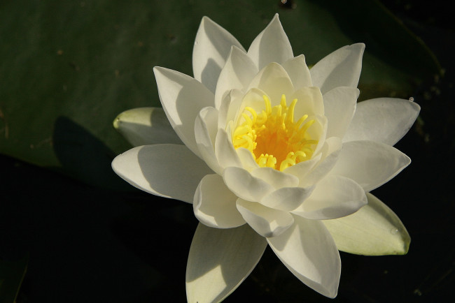 Обои картинки фото цветы, лилии, водяные, нимфеи, кувшинки, лепестки