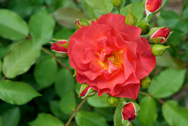 Обои картинки фото цветы, розы, красный, бутоны