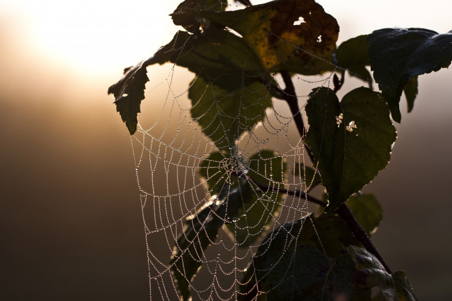 Обои картинки фото природа, макро, ветки, закат, паутина