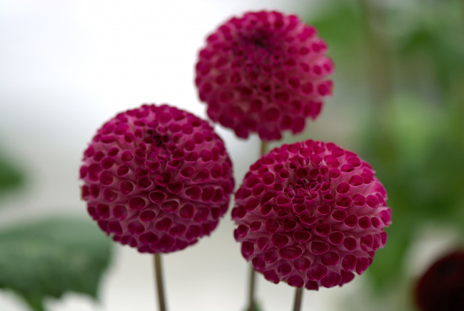 Обои картинки фото цветы, георгины, шар, красный