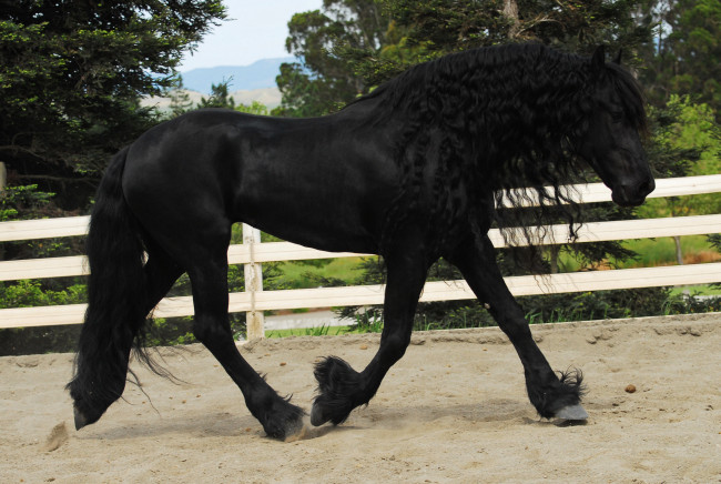 Обои картинки фото животные, лошади, фриз