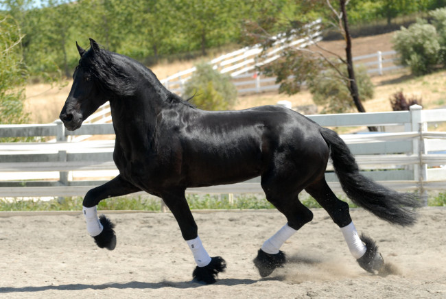 Обои картинки фото животные, лошади, фриз, жеребец