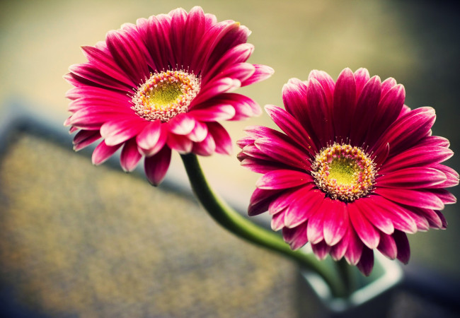 Обои картинки фото цветы, герберы, красный, лепестки