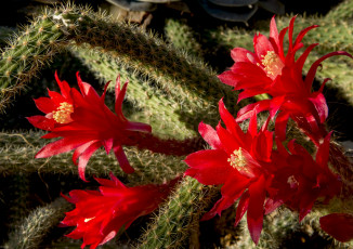 Картинка цветы кактусы иголки цветки