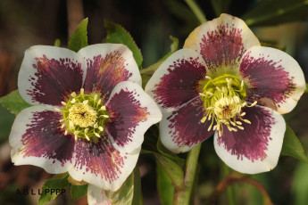 Картинка цветы геллеборус+ морозник