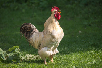 Картинка животные куры +петухи петух