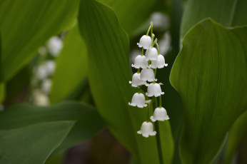 Картинка цветы ландыши ветка