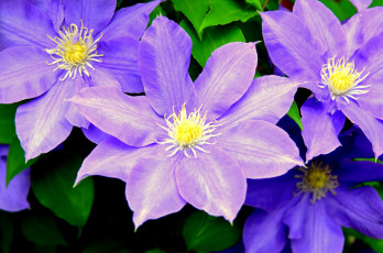 Картинка цветы клематис+ ломонос макро