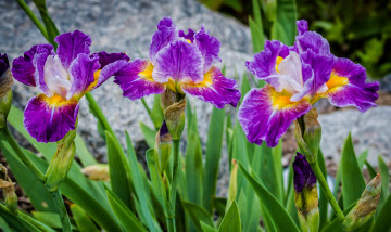 Картинка цветы ирисы лиловый