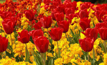 Картинка цветы разные+вместе тюльпаны