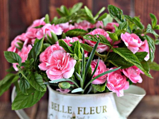 Обои картинки фото цветы, гвоздики, розовый