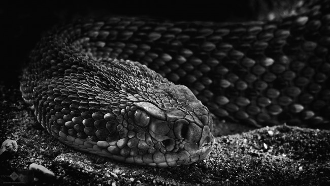 Обои картинки фото животные, змеи,  питоны,  кобры, страх