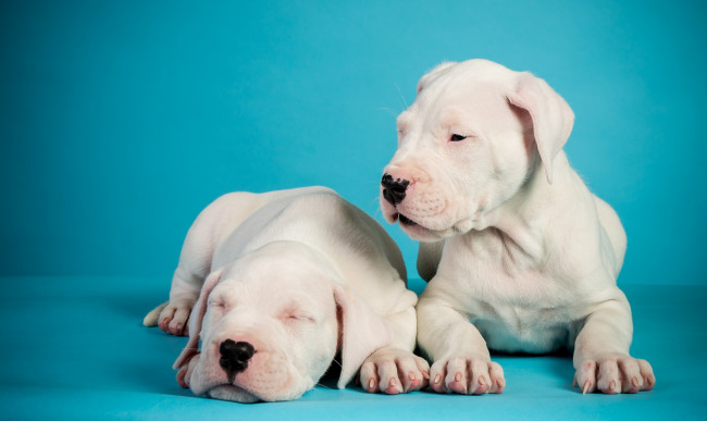 Обои картинки фото животные, собаки, щенки