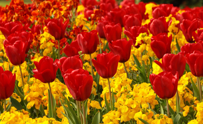 Обои картинки фото цветы, разные вместе, тюльпаны