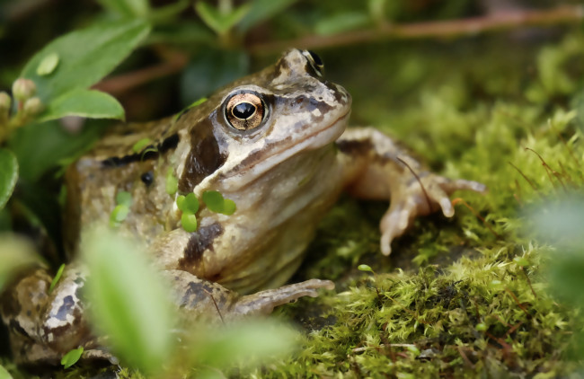 Обои картинки фото животные, лягушки, макро