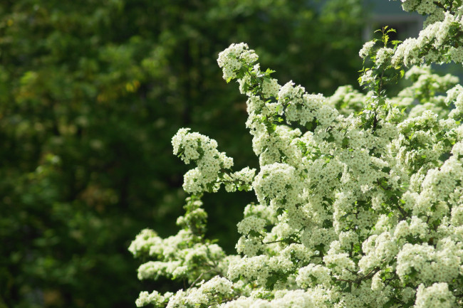 Обои картинки фото цветы, цветущие деревья ,  кустарники, куст