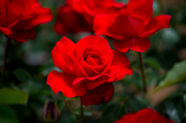 Обои картинки фото цветы, розы, красный