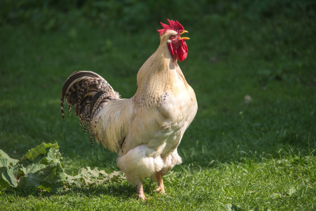 Обои картинки фото животные, куры,  петухи, петух