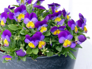 Картинка цветы анютины+глазки+ садовые+фиалки фиалки