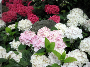 Картинка цветы гортензия белая розовая